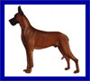 Click here for more detailed Great Dane breed information and available puppies, studs dogs, clubs and forums